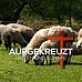 aufgekreuzt - Hirten und Schafe auf dem Ruhrkanal